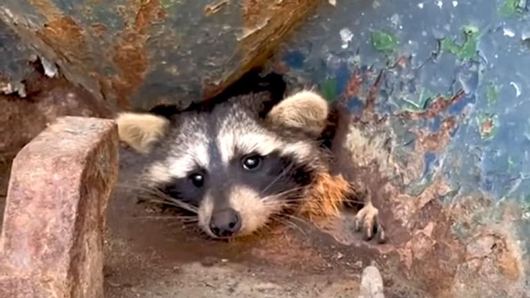 Rescued Dumpster Raccoon