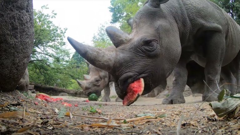 Rhino Watermelon