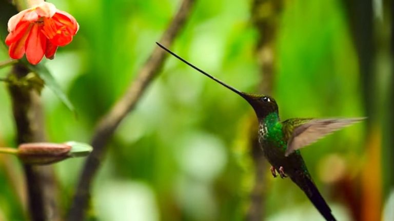 Swordfish Hummingbird