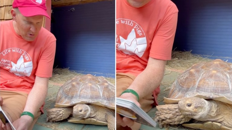 Tortoise Storytime