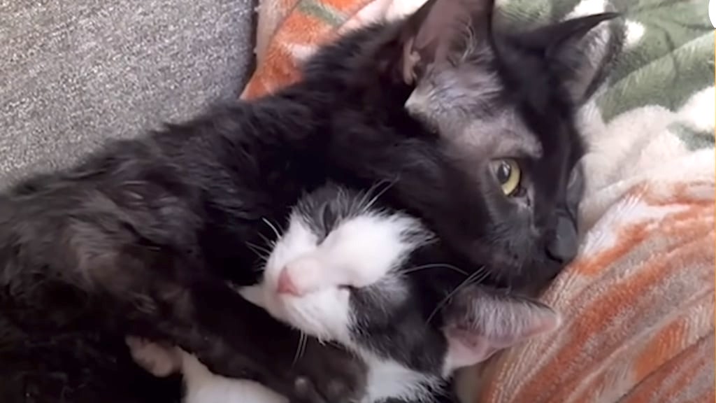 Wobbly Cat Welcomes Wobbly Kitten Into His Home