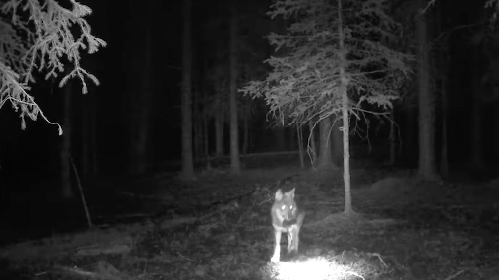 Trail Camera Catches a Wolf Stealing a Trail Camera
