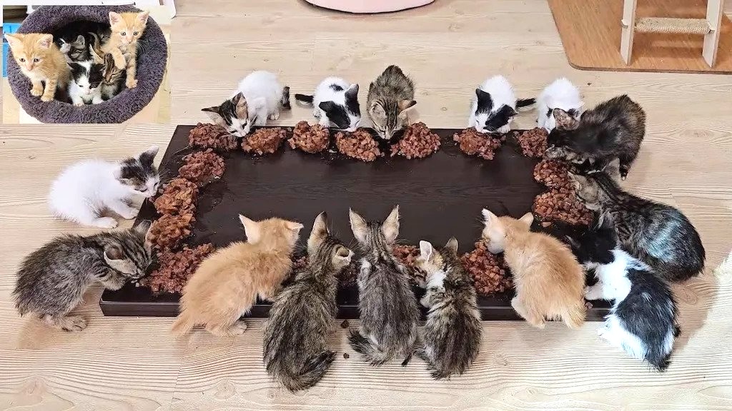 17 Kittens