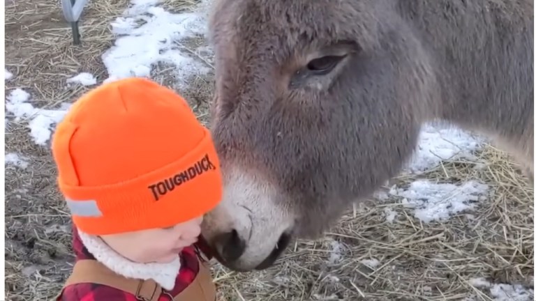 Boy and Donkey