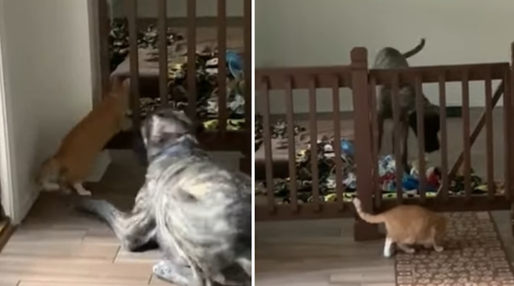 Cat Lures Dog Into Pen