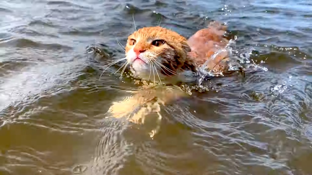 Cat Swims in Ocean