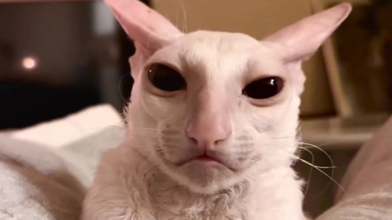 Cat With Alien Face