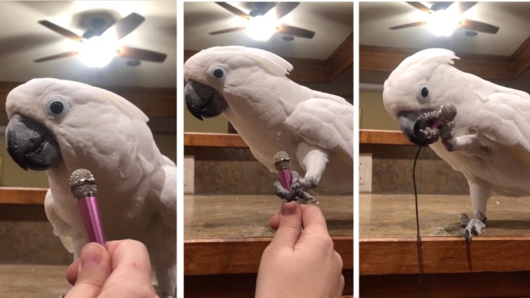 Cockatoo Drops the Mic