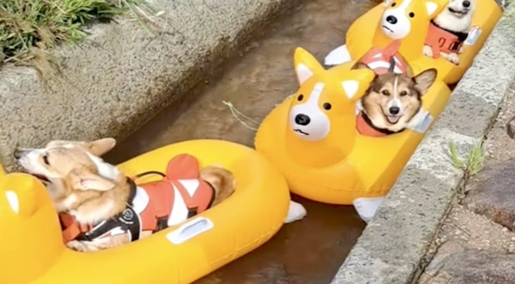 Corgis Float Down Canal in Adorable Corgi Rafts