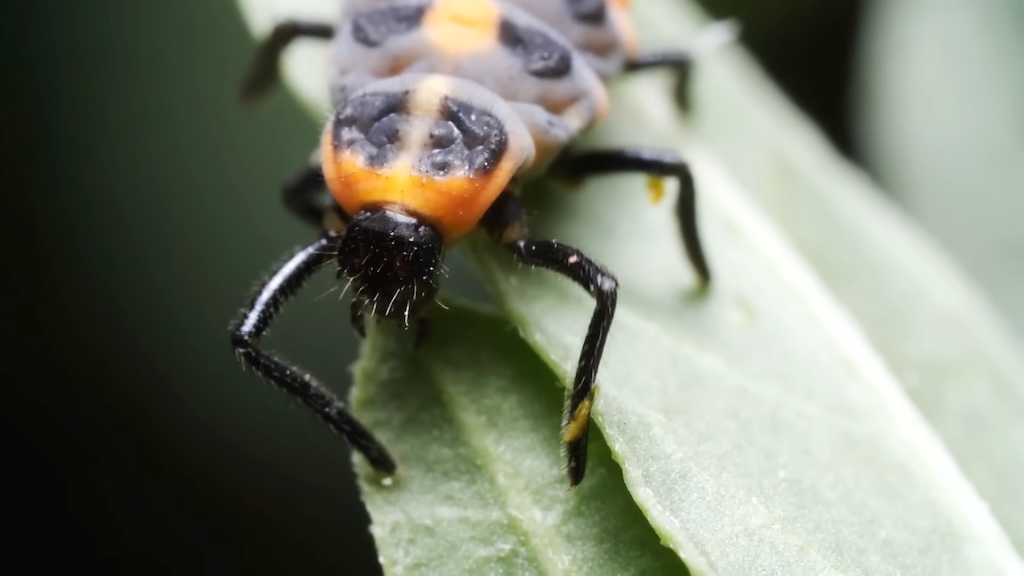 Darker Side of Ladybug