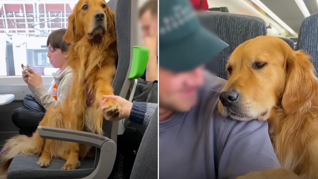 Dog Makes Friends on Train