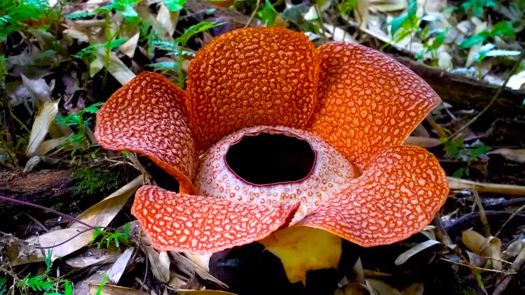 A Botanist's Quest To Grow The World's Largest Flower