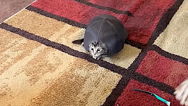 Kitten Turns Into Turtle