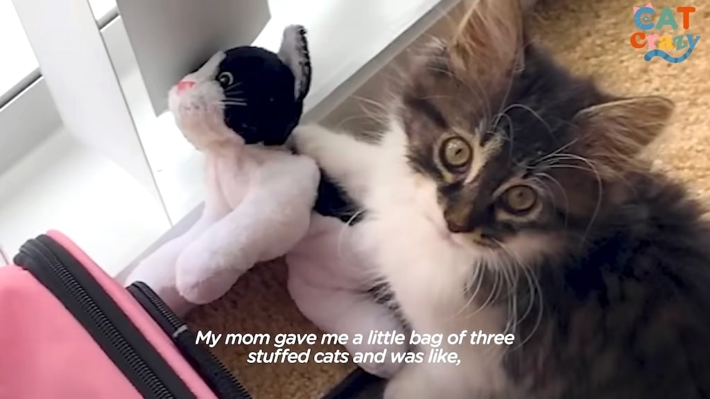 Kitten and Cat Plushie