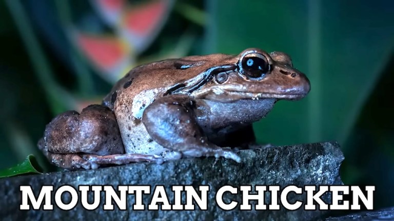 Mountain Chicken