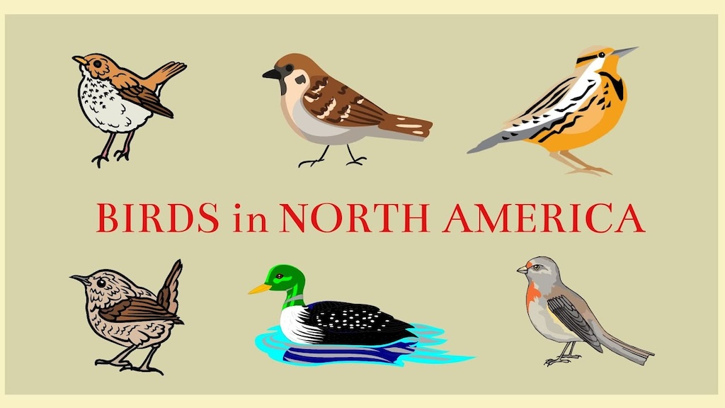 North American Bird Songs