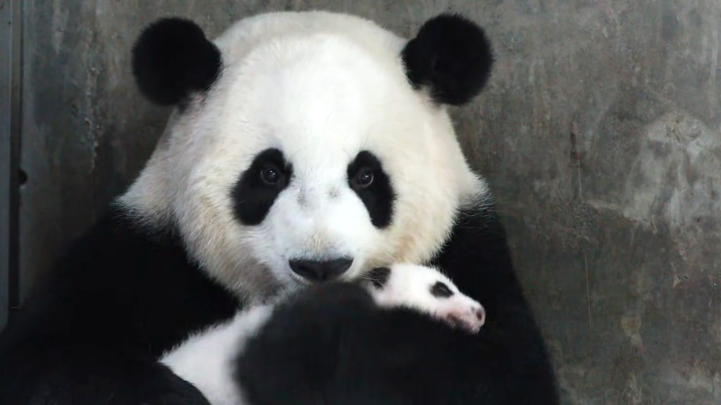 Panda Cuddles Cub