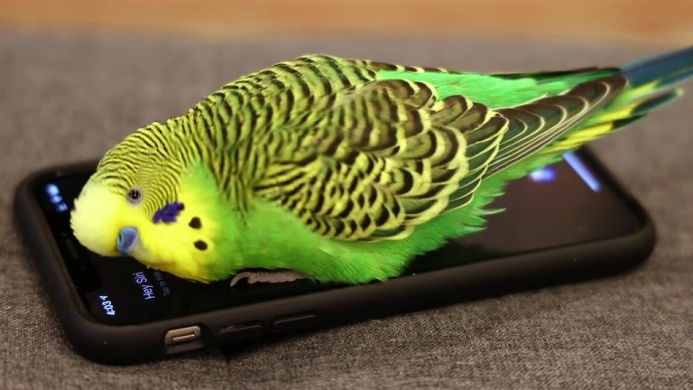 Parakeet Activates Siri