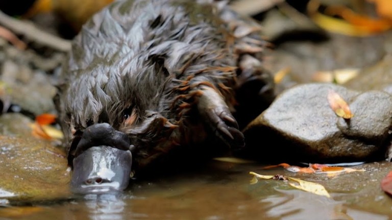 Platypus Builds Nest