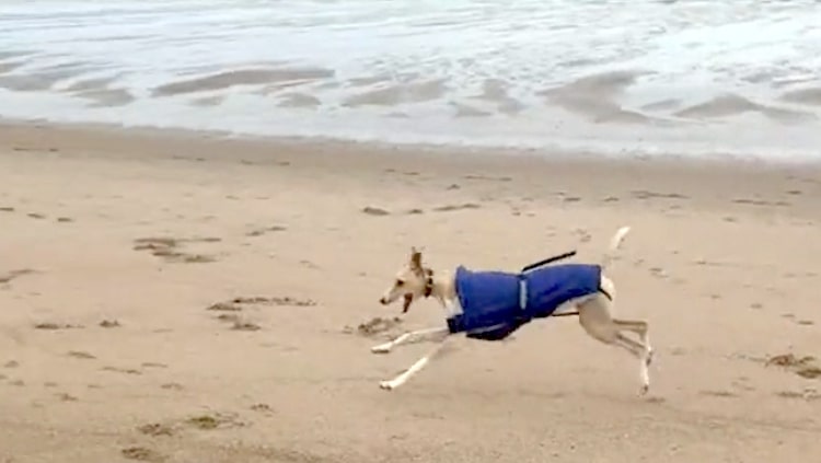 Rescued Greyhound on Beach