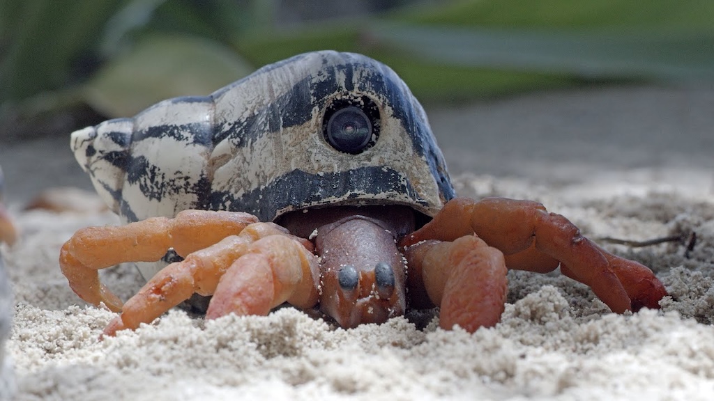 Robotic Hermit Crab