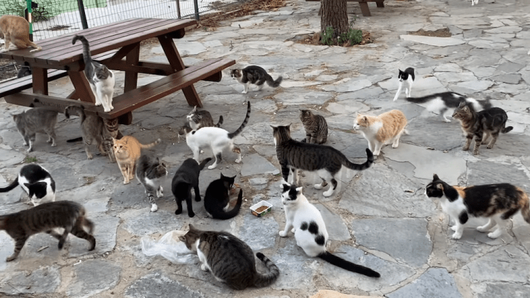 Turkish Cat Island