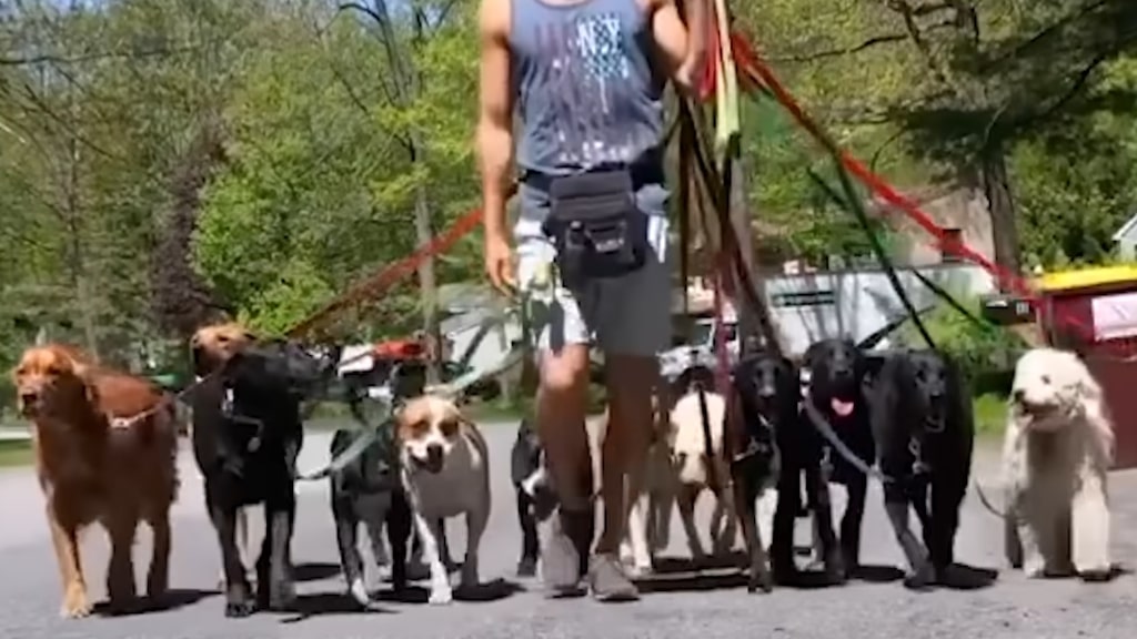 Walking Dogs in United Packs