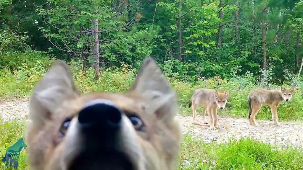 Wolf Pups Trail Camera