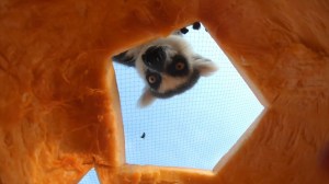 Zoo Animals Enjoy Pumpkins