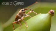 An Oddly Adorable Weevil That Drills Through Acorns With Her Long Snout