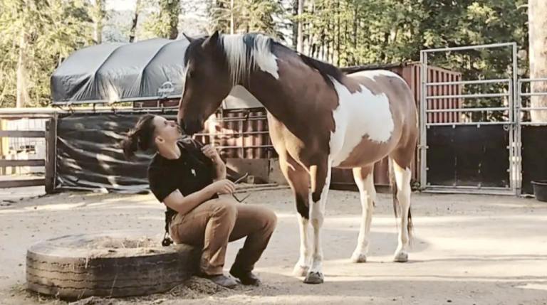 Anxious Horse Positive Reinforcement