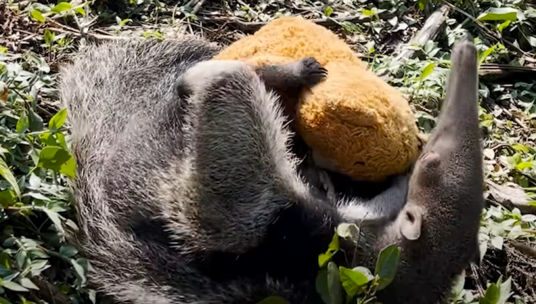 Baby Anteater Teddy Bear