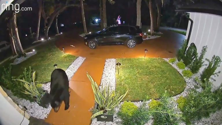 Bear Steals Food Porch