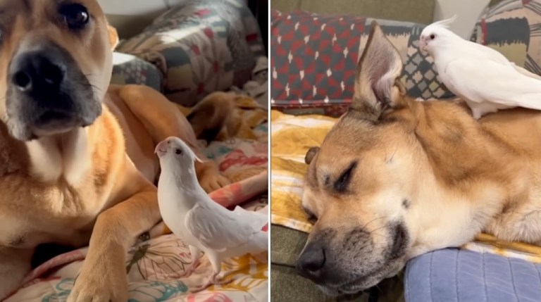 Bird Falls in Love with Dog