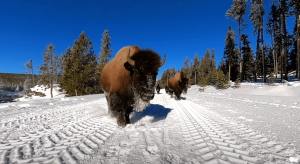 Bison Yellowstone Park