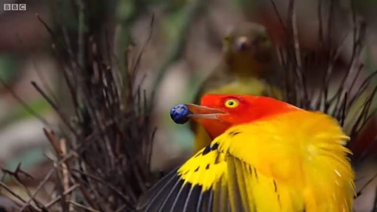 Bowerbird Mating Dance