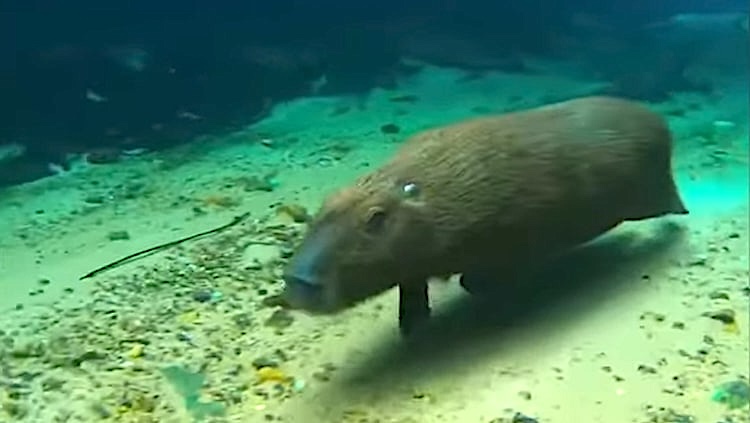 Capybara Glides Underwater