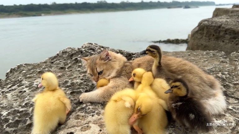 Cat Ducklings River