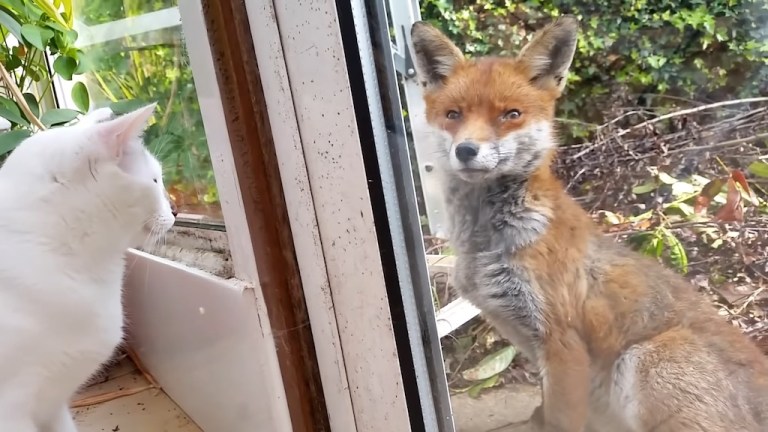 Cats Meet Wild Fox