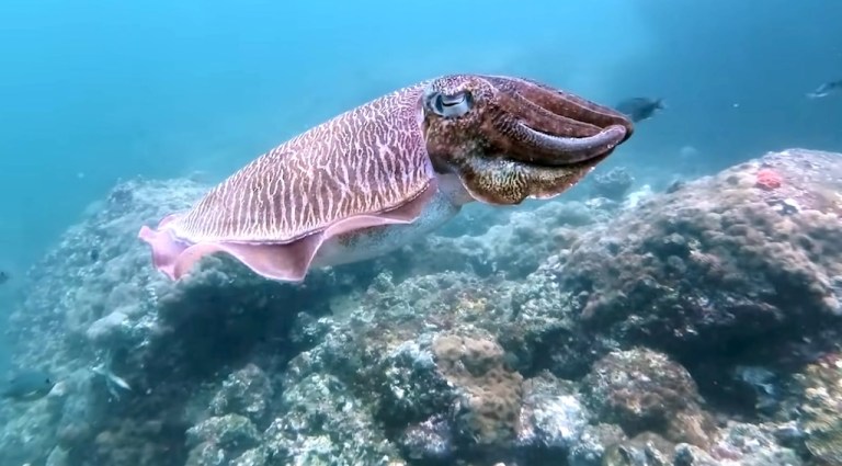 Cuttlefish biology