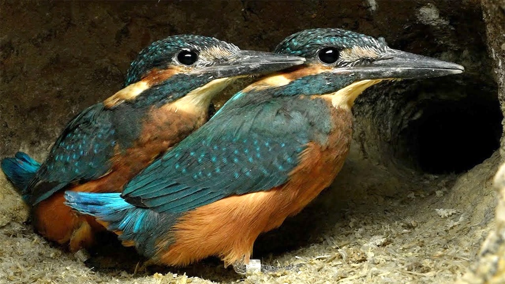 Dad Teaches Kingfisher Chicks to Fly