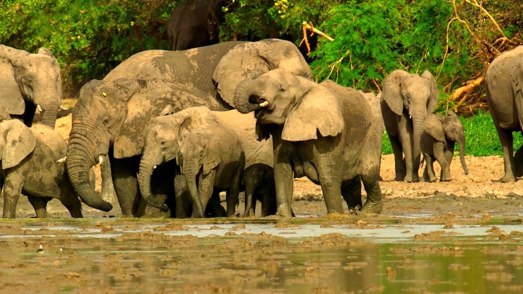 Elephants Saved From Poaching Trust