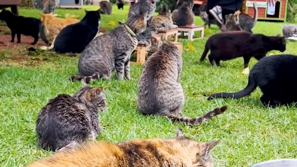Lanai Cat Sanctuary