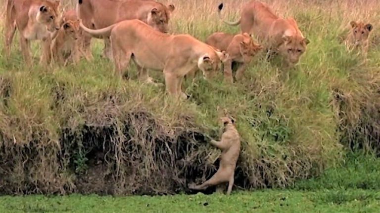 Lion Cub Falls in River