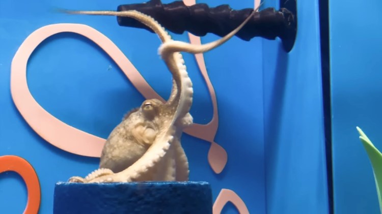Octopus v Maze