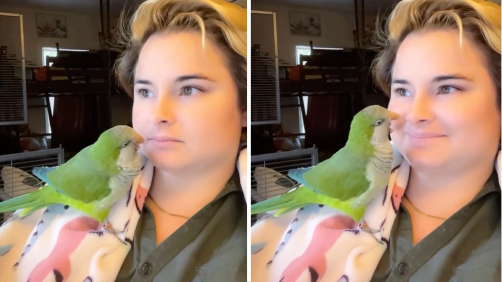 Parrot Distracts Human From Work