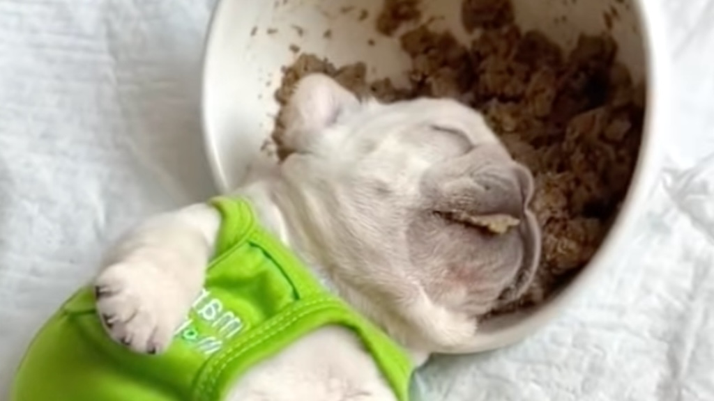 Puppy Falls Asleep in Food