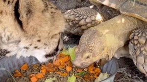 Tortoise and Cheetah Share Meal