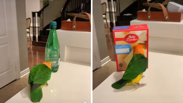 Bird Knocks Things Off Counter