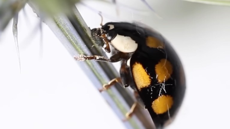 Black Ladybug With Red Spots